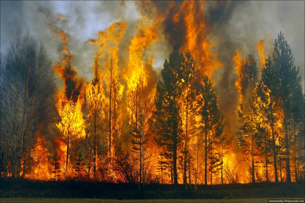Image result for Siberian wildfire