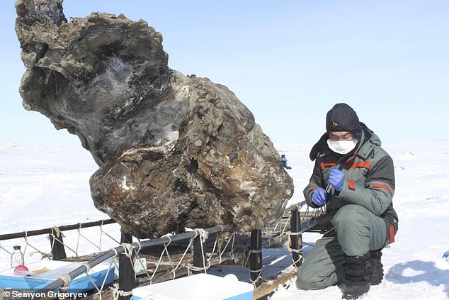 Dr Grigoryev would spend weeks on end wandering the most remote areas of his native Yakutia in search of new samples of mammoth fauna in the thawing permafrost. He is pictured above with the Malolyakhovsky mammoth