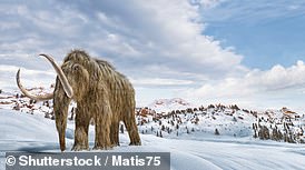 A 3D-illustration of what the woolly mammoth is believed to have looked like