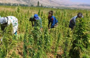 Hizb_Canabis_Harvest_Beqaa_Valley_p3