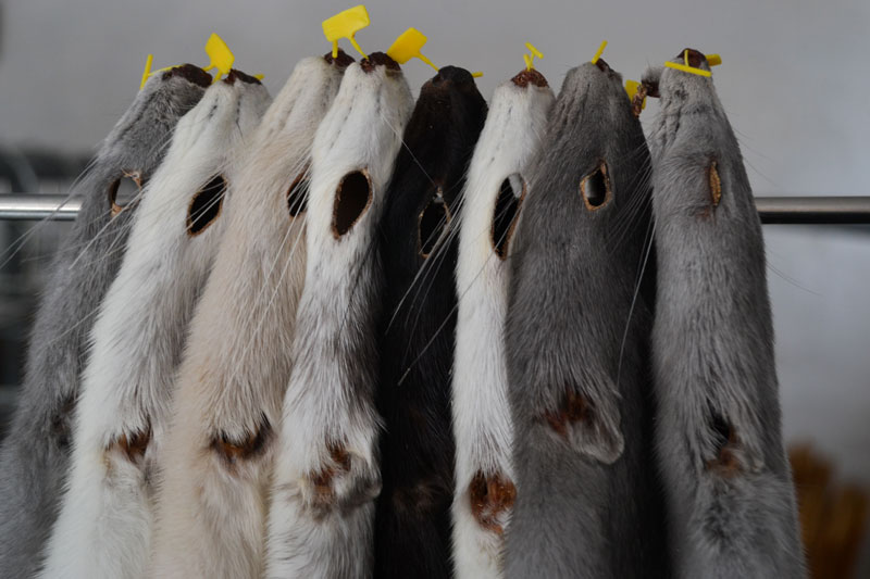 Mink on the Brink: The Troubles Facing Fur Farmers in Denmark - Modern  Farmer