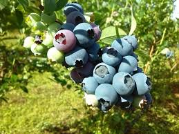 Lots of potential for early Georgian blueberries
