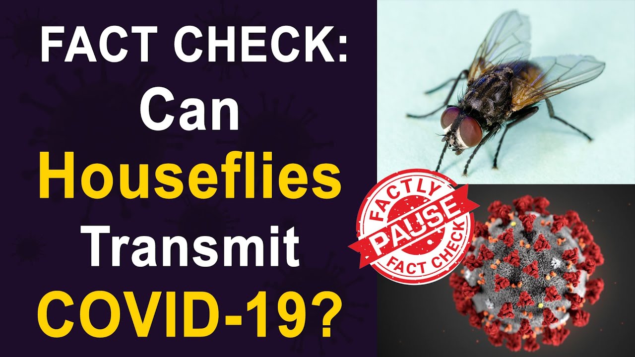 FACT CHECK: Can Houseflies Transmit COVID-19? || Factly - YouTube