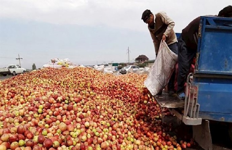 Iran-Farmers-Throw-Apples-1