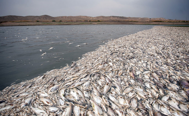 hamidreza-dastjerdi-tehran-iran-fish-dead-from-Fashafuyeh-Dam-Lake-2014