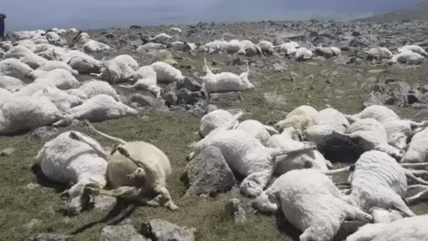 מכת ברק הורגת יותר מ -500 כבשים בגאורגיה |  וִידֵאוֹ
