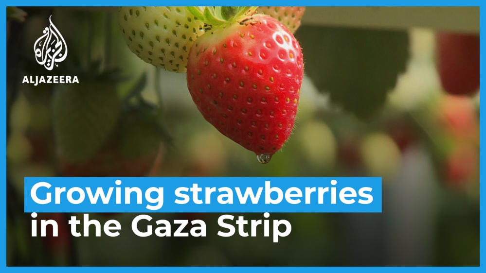 Growing strawberries in Gaza | Business and Economy | Al Jazeera