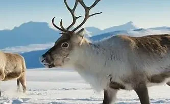 מה מאחורי התגברות תקיפות זאבים מרוסיה על איילים בפינלנד ?