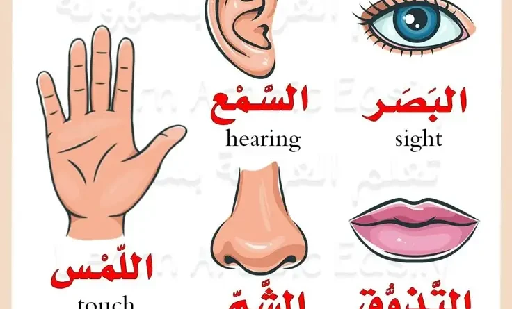 האם אנחנו באמת מוגבלים ל-5 חושים? המדע מדבר על 33 חושים ברשתות מורכבות